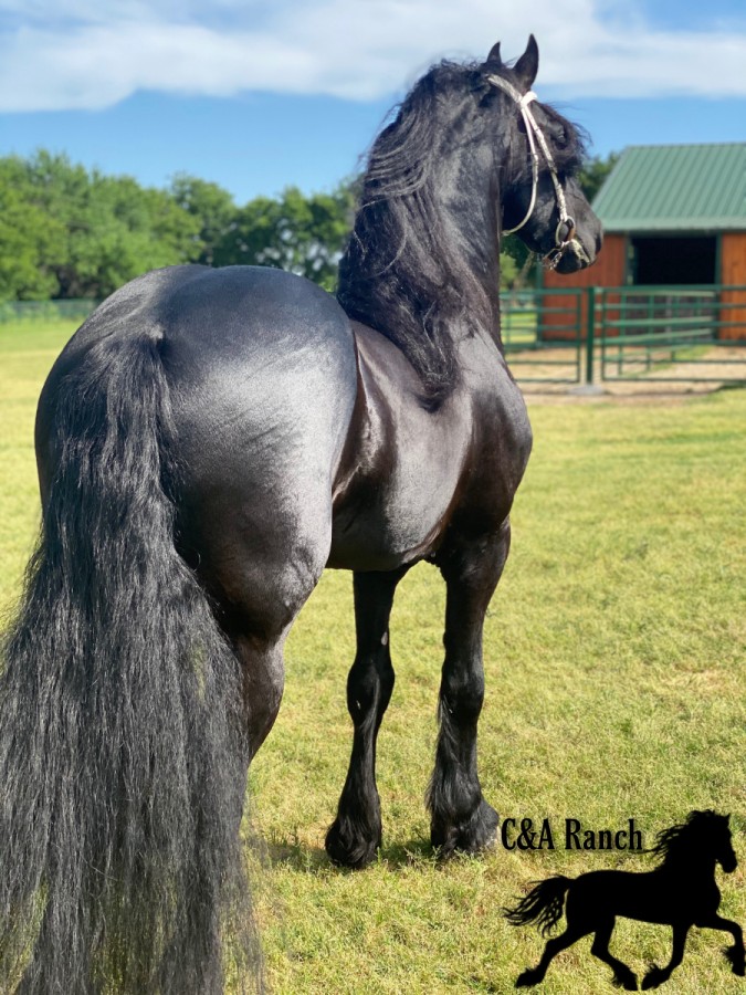 Friesian Sport Horse Breeders Directory